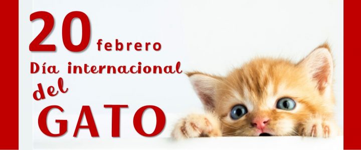 20 de febrero Día Internacional del Gato
